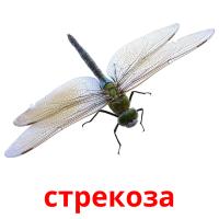 стрекоза card for translate