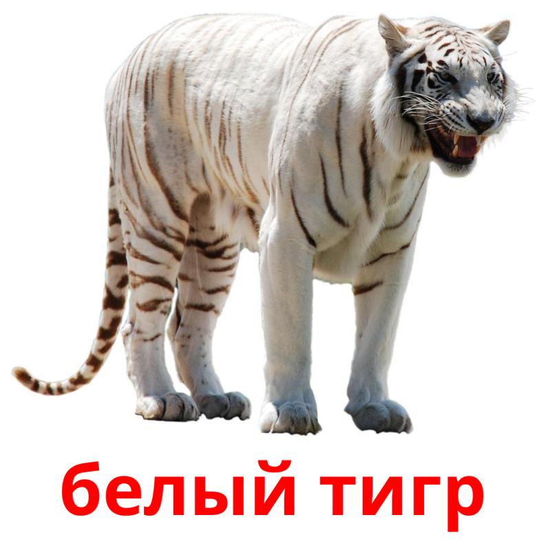 белый тигр карточки энциклопедических знаний