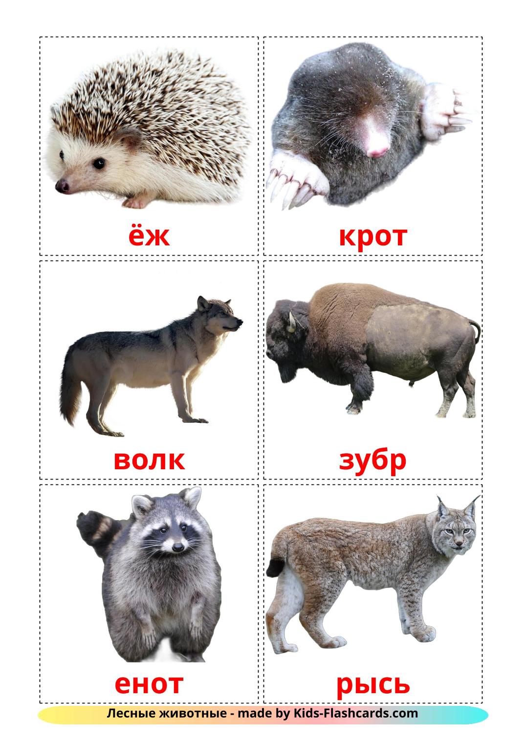 Forest animals - 22 Free Printable russian Flashcards 