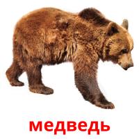 медведь card for translate