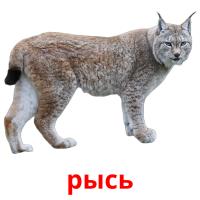 рысь picture flashcards