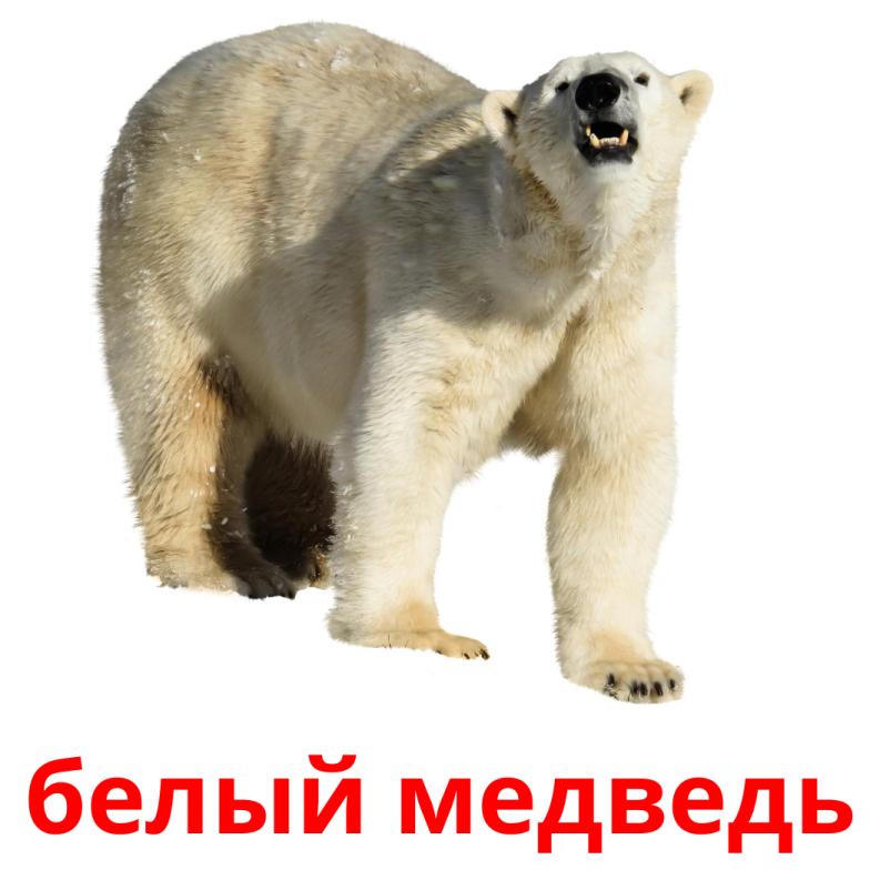 белый медведь picture flashcards