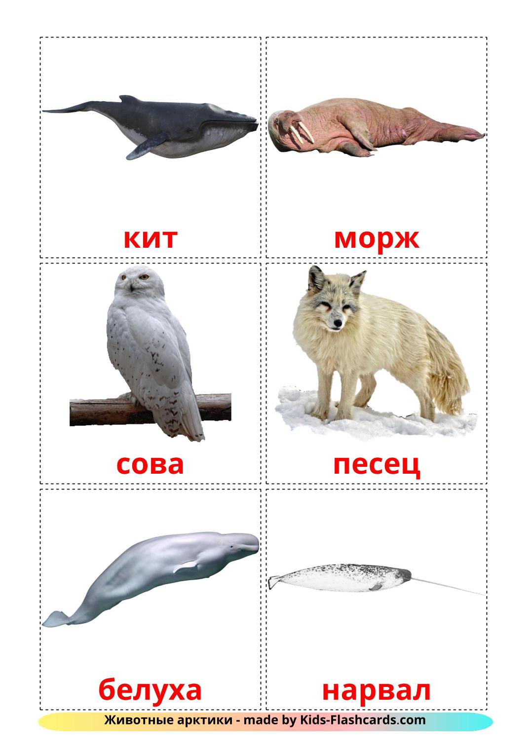 Animali artici - 14 flashcards russo stampabili gratuitamente