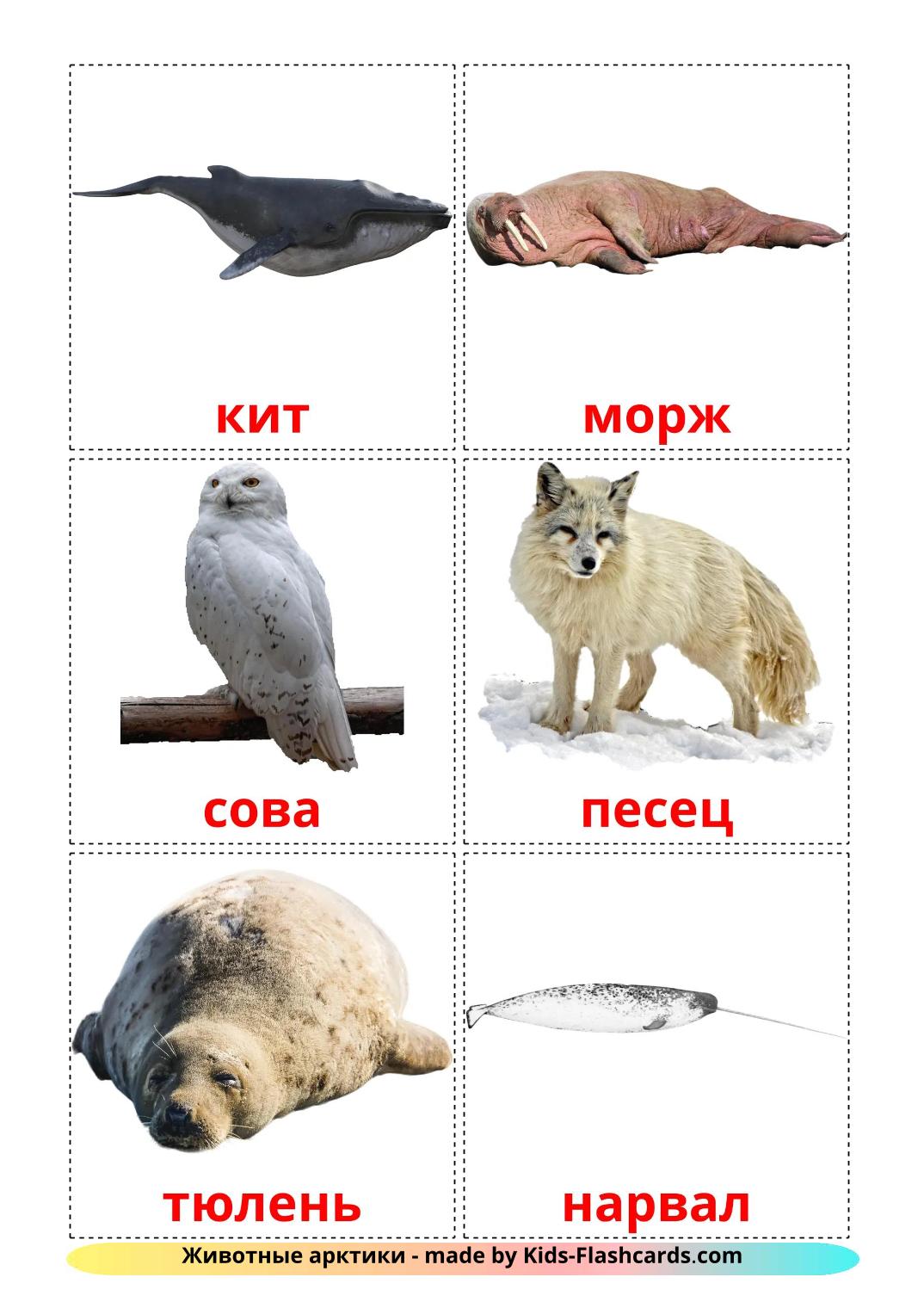 Animali artici - 15 flashcards russo stampabili gratuitamente