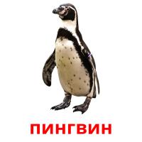 пингвин flashcards illustrate