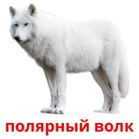 полярный волк Tarjetas didacticas