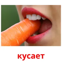 кусает picture flashcards