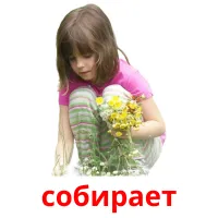 собирает picture flashcards