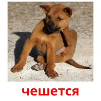 чешется picture flashcards