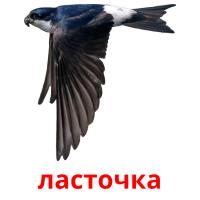 ласточка card for translate