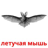 летучая мышь card for translate