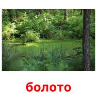 болото picture flashcards