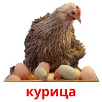 Карта с курами