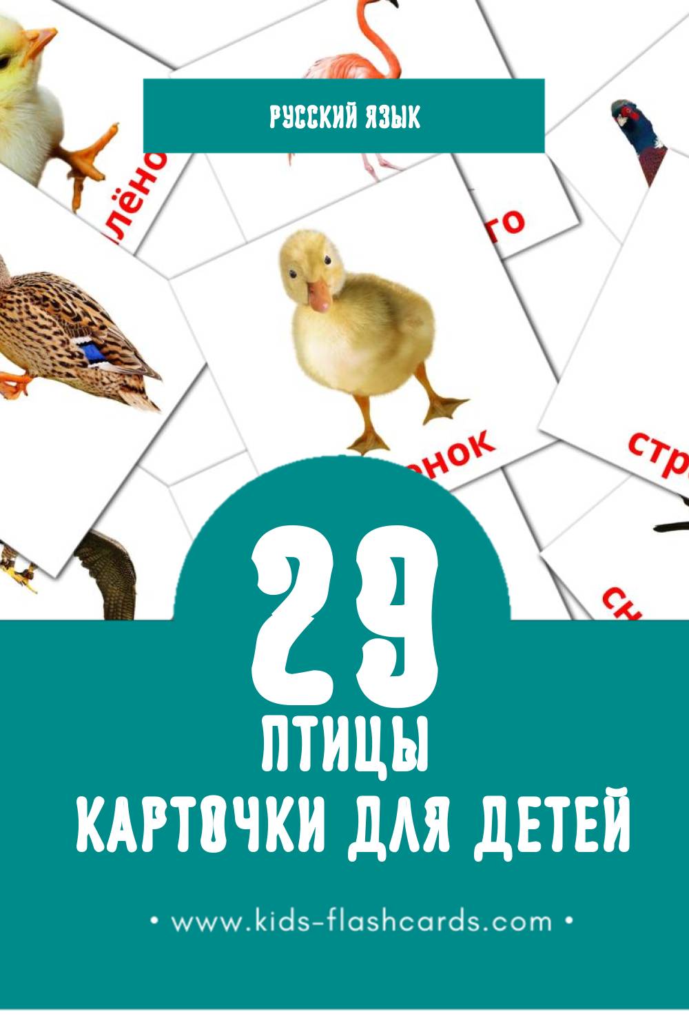 "Птицы" - Визуальный Русском Словарь для Малышей (29 картинок)