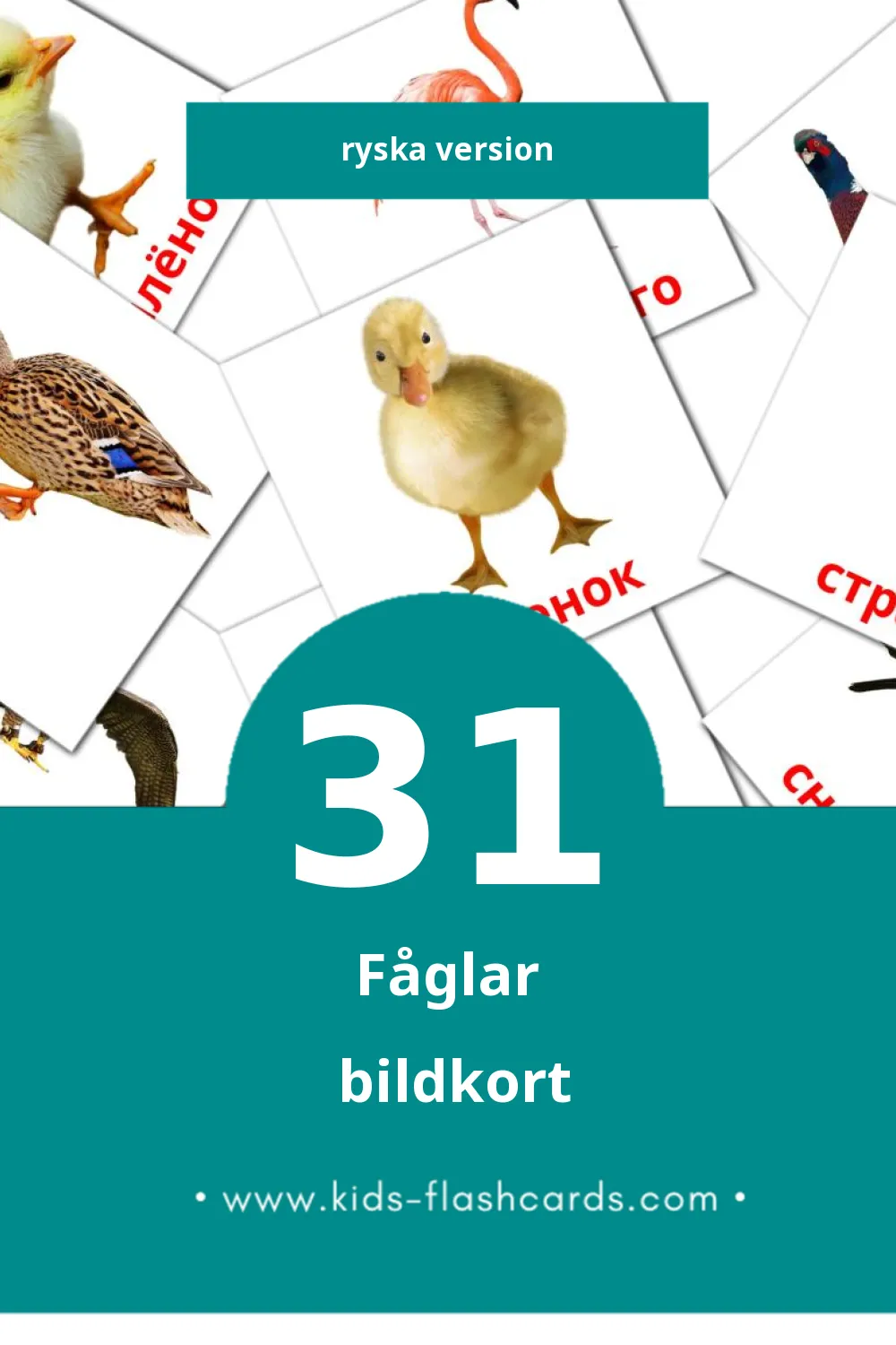 Visuella Птицы för småbarn (31 bildkort för barn på Ryska)