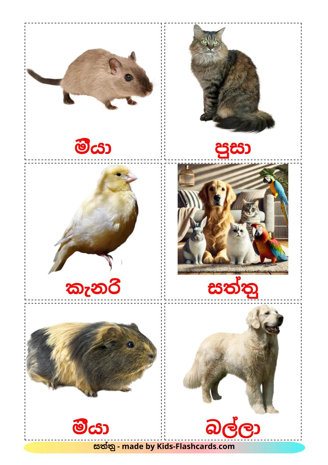 Domestic animals - 11 Free Printable sinhala Flashcards 