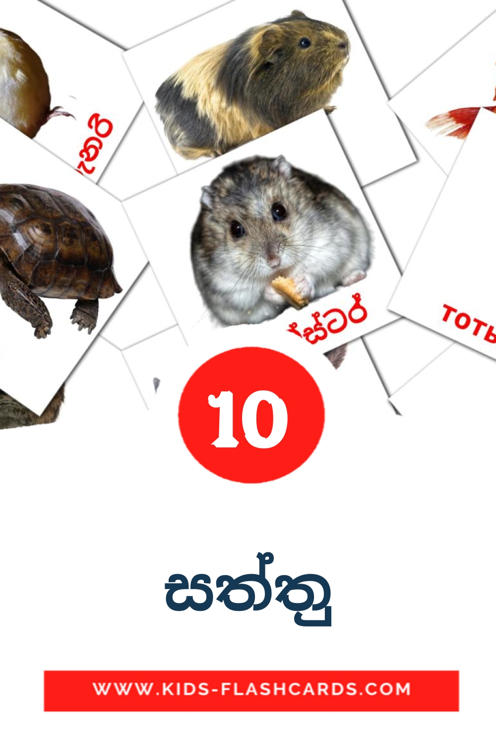 10 සත්තු Picture Cards for Kindergarden in sinhala