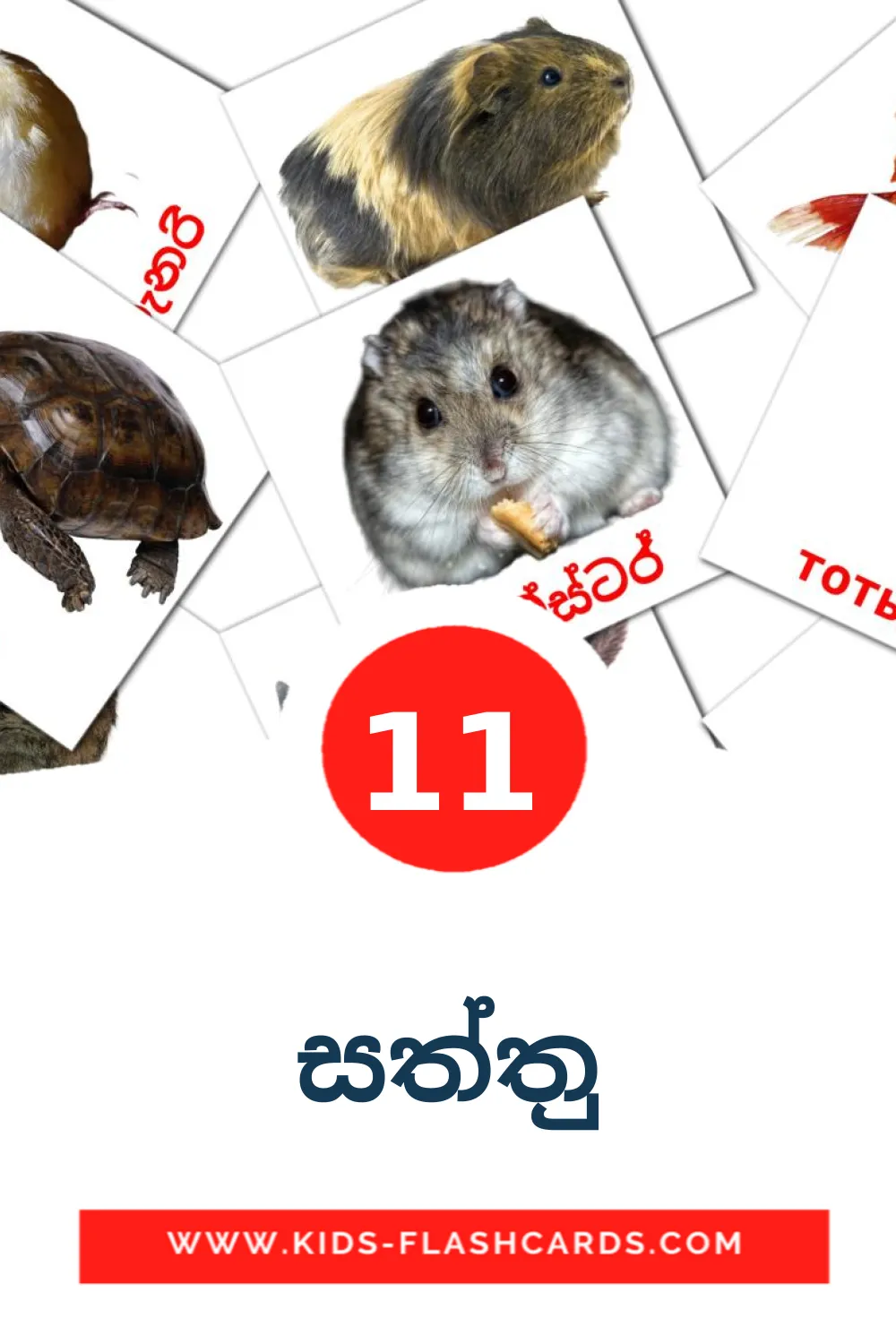 11 සත්තු Picture Cards for Kindergarden in sinhala