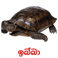 ඉබ්බා picture flashcards