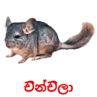 චින්චිලා picture flashcards