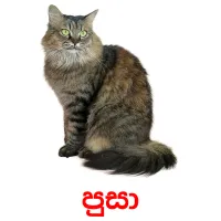 පුසා picture flashcards