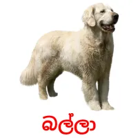 බල්ලා picture flashcards