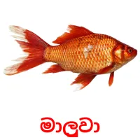 මාලුවා picture flashcards