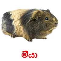 මීයා  picture flashcards