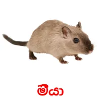 මීයා picture flashcards