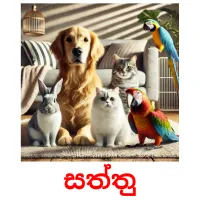 සත්තු picture flashcards