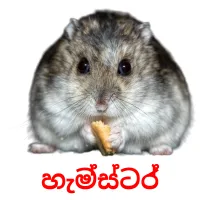 හැම්ස්ටර් picture flashcards