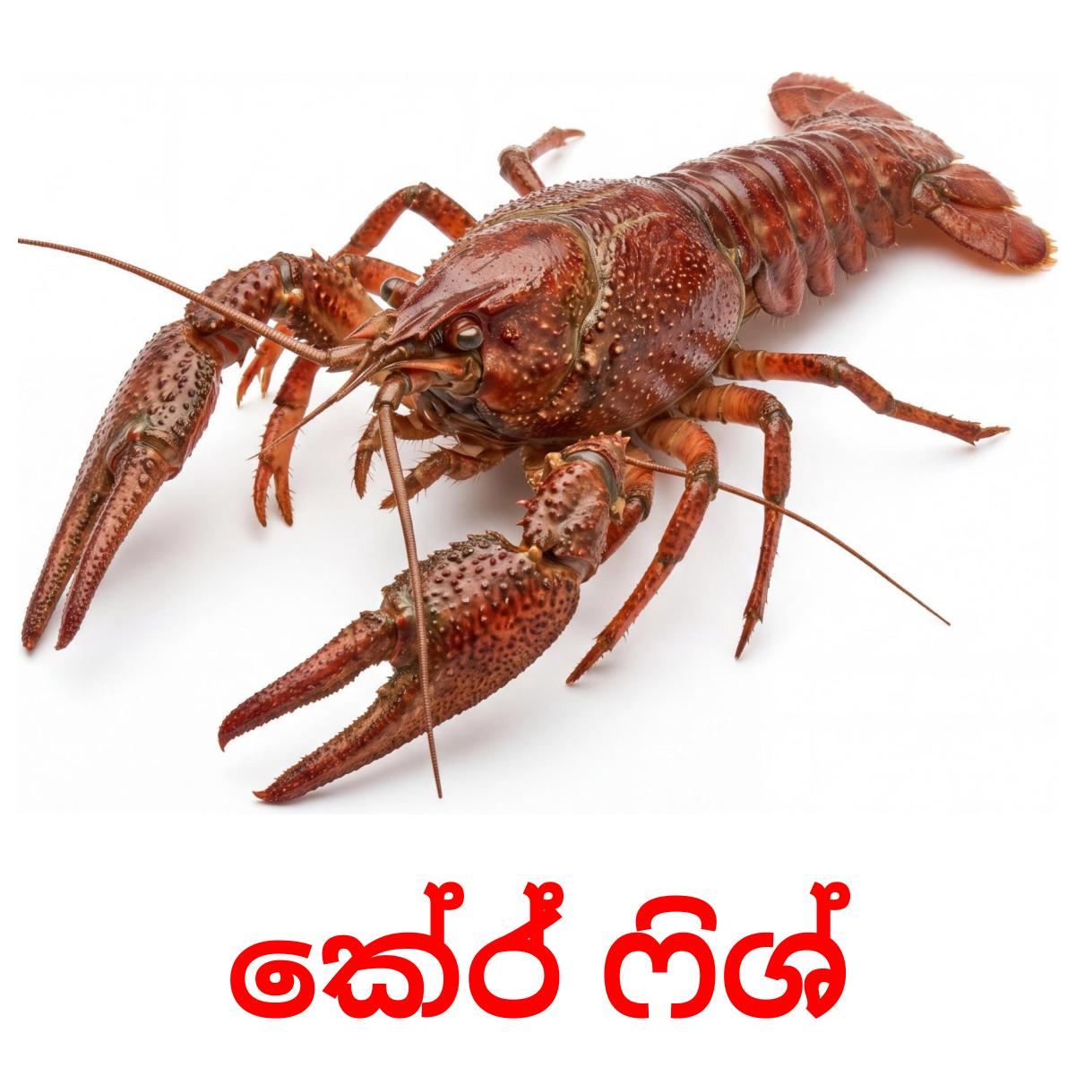 30 Printable Sea animals Flashcards in Sinhala (Free PDF)