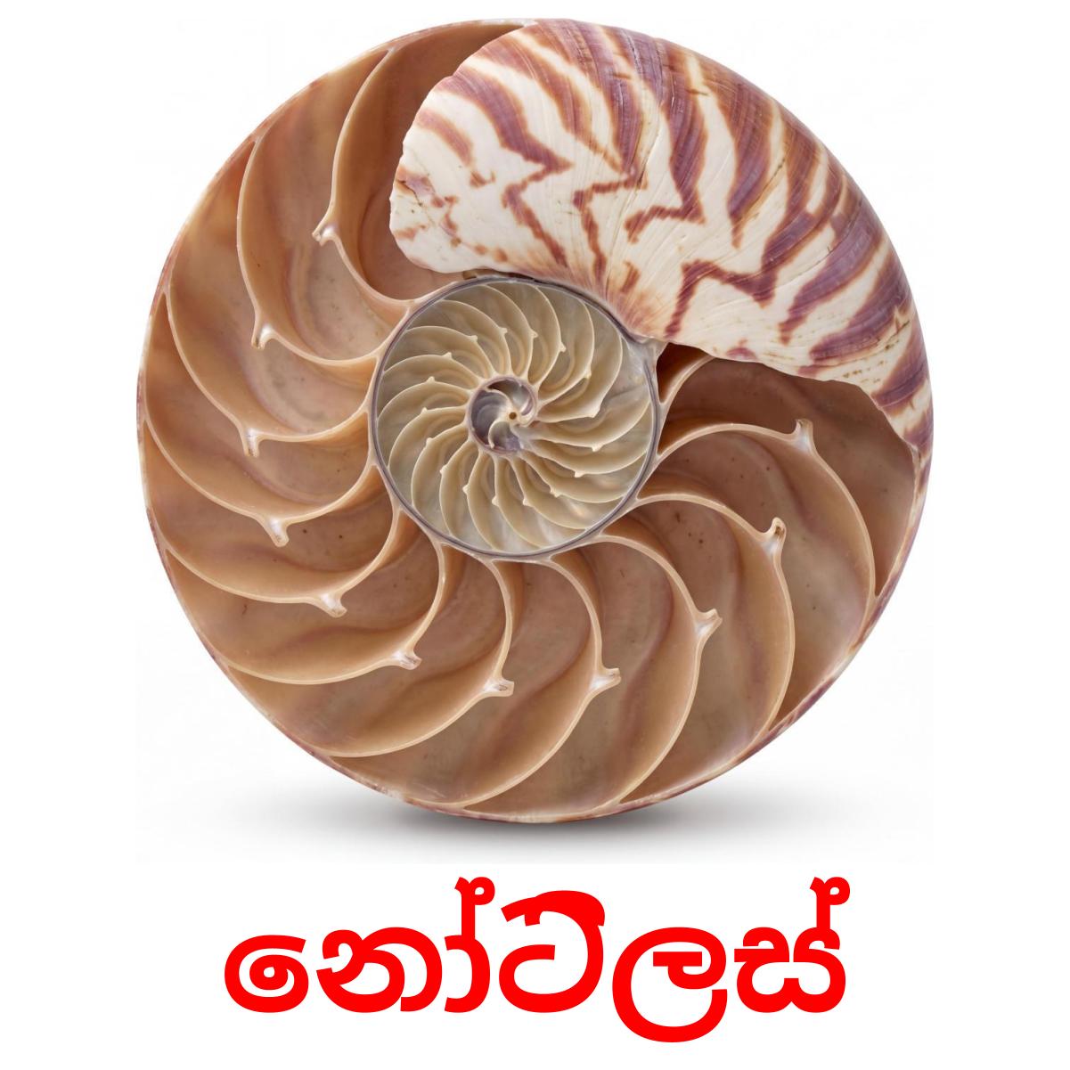 30 Printable Sea animals Flashcards in Sinhala (Free PDF)