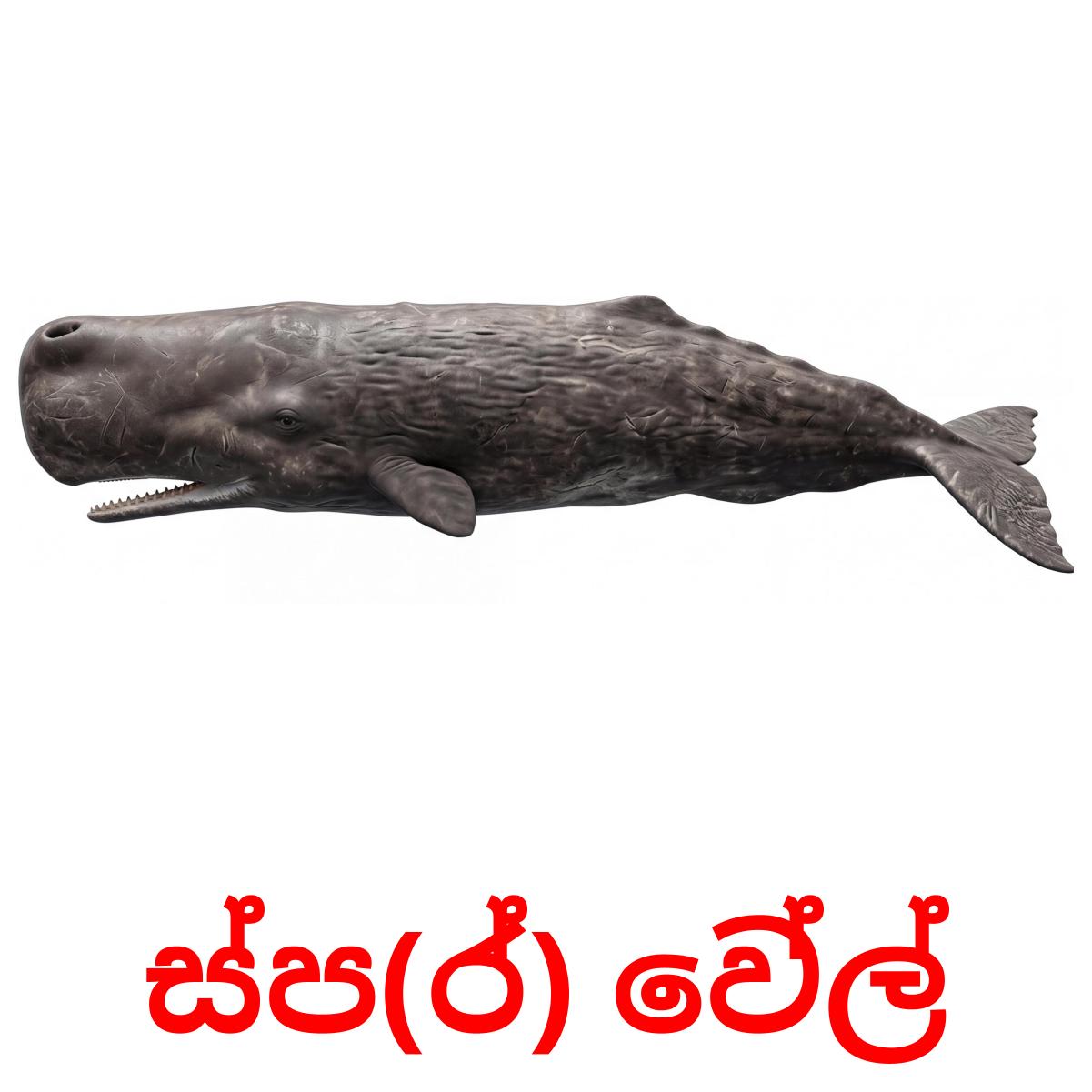30 Printable Sea animals Flashcards in Sinhala (Free PDF)