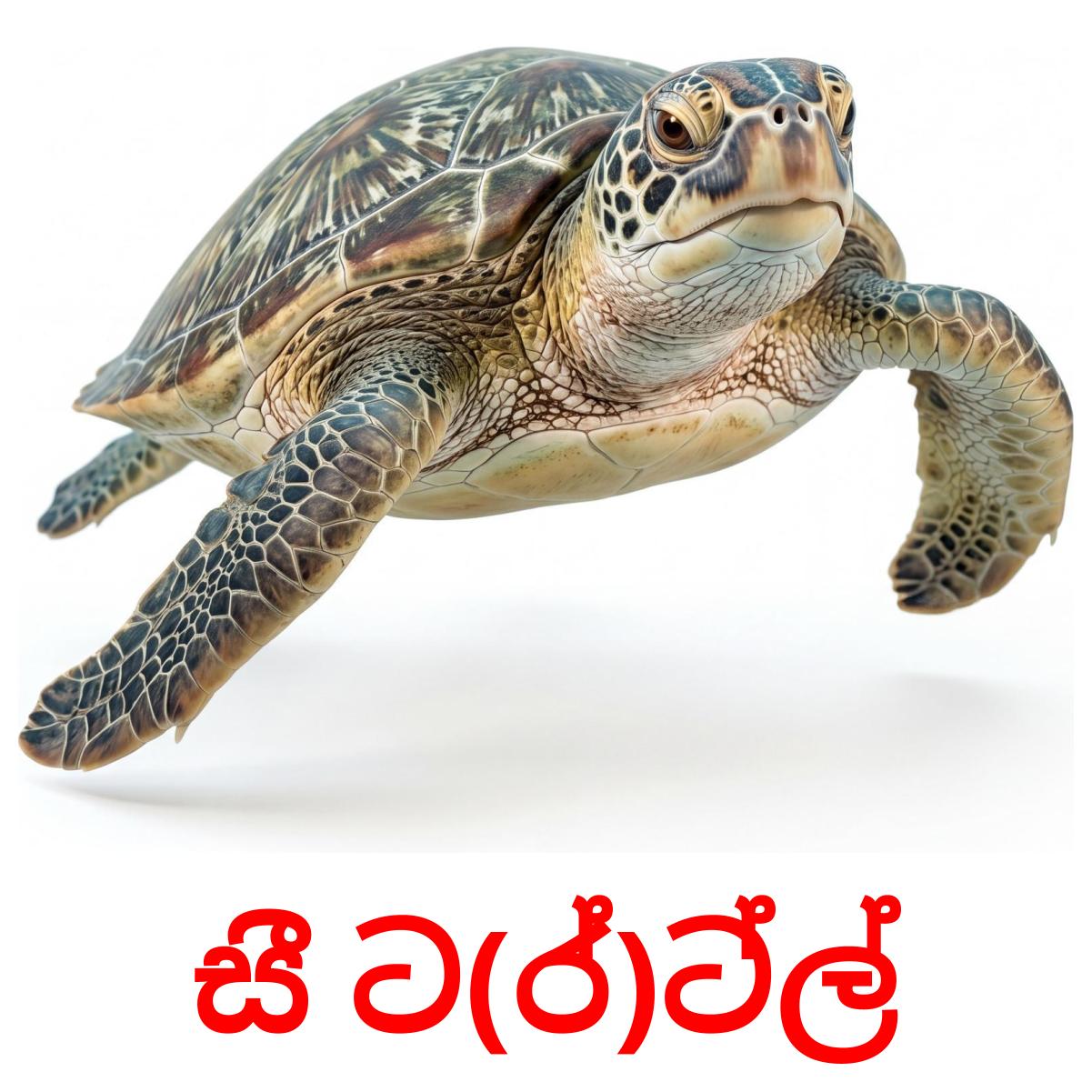 30 Printable Sea animals Flashcards in Sinhala (Free PDF)