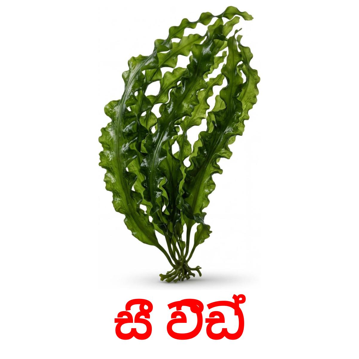 30 Printable Sea animals Flashcards in Sinhala (Free PDF)