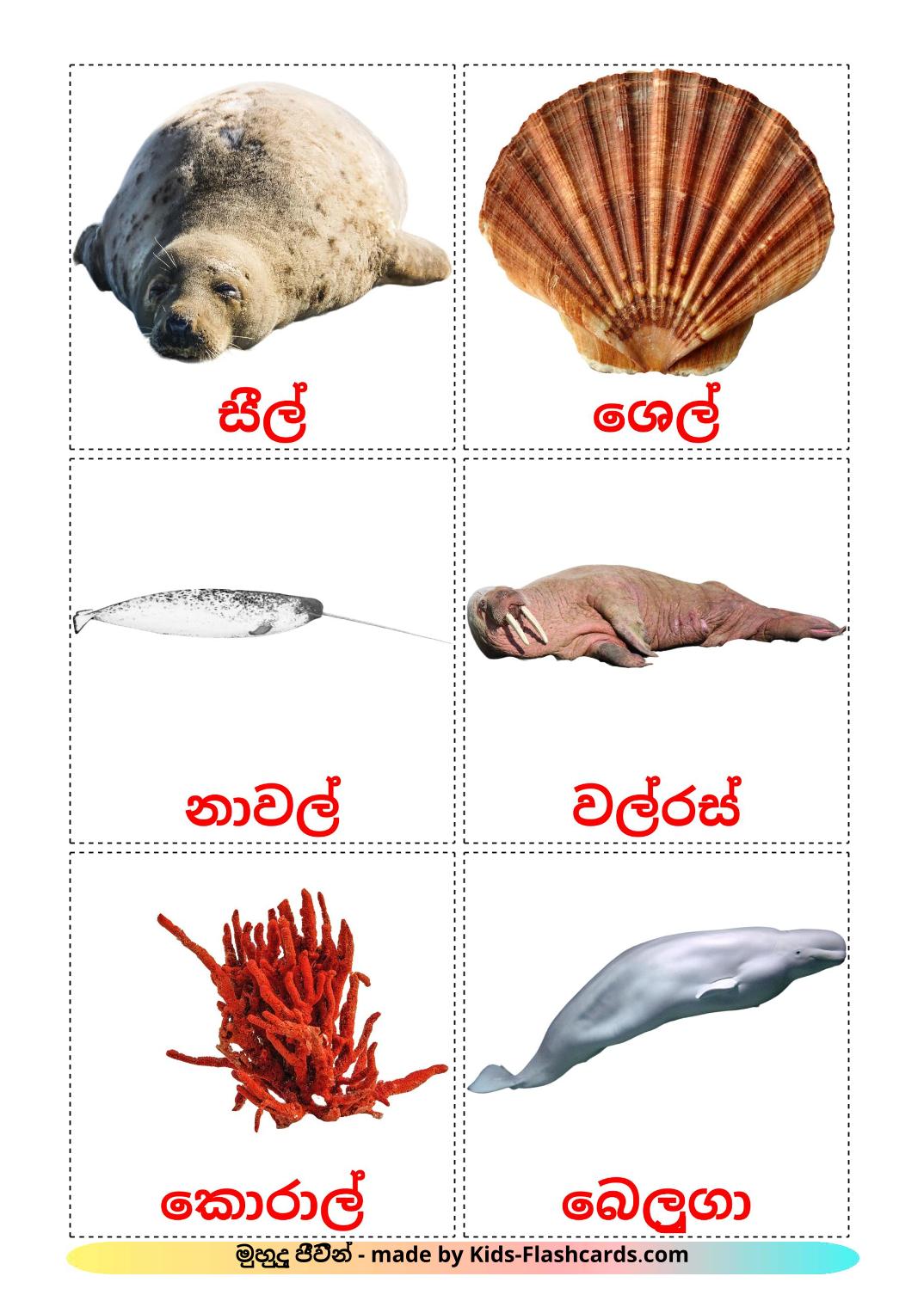 Морские животные - 29 Карточек Домана на сингальском