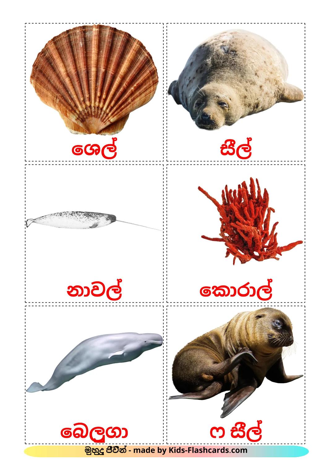 Sea animals - 30 Free Printable sinhala Flashcards 