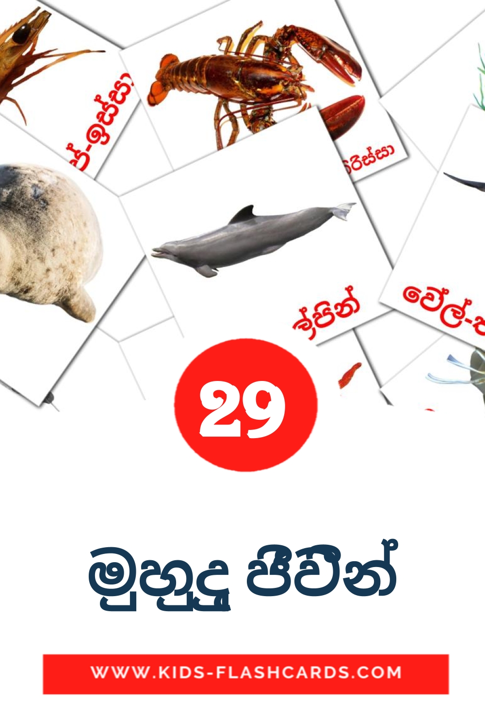 29 cartes illustrées de මුහුදු ජීවීන් pour la maternelle en cinghalais