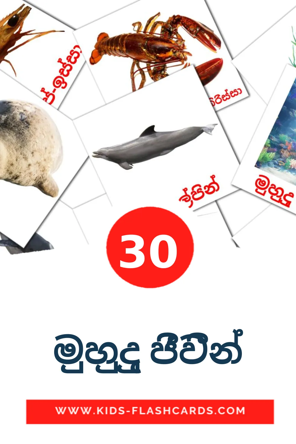 30 මුහුදු ජීවීන් Picture Cards for Kindergarden in sinhala