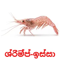 30 Printable Sea animals Flashcards in Sinhala (Free PDF)