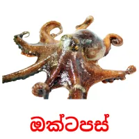 ඔක්ටපස් picture flashcards