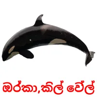 ඔර්කා,කිල් වේල් picture flashcards