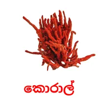 කොරාල් picture flashcards