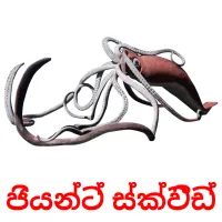 ජියන්ට් ස්ක්වීඩ් picture flashcards