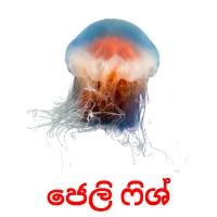 ජෙලි ෆිශ් picture flashcards