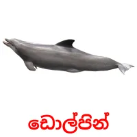 ඩොල්පින් picture flashcards