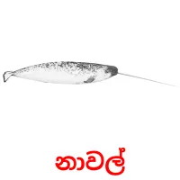 නාවල් picture flashcards