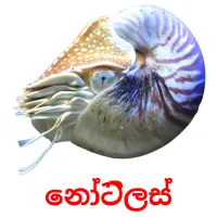 නෝටිලස් picture flashcards