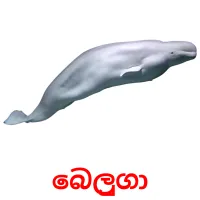 බෙලුගා picture flashcards